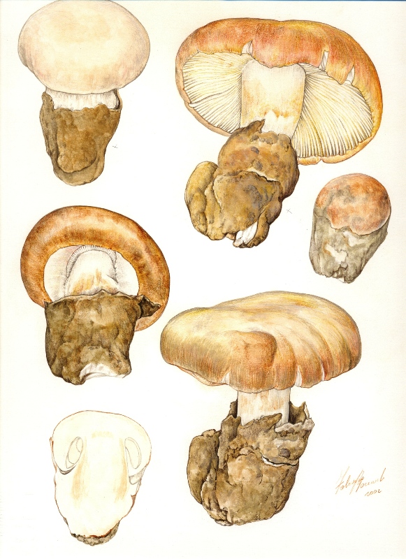 Fotografato il 29.06.2010.bosco in prevalenza Quercia